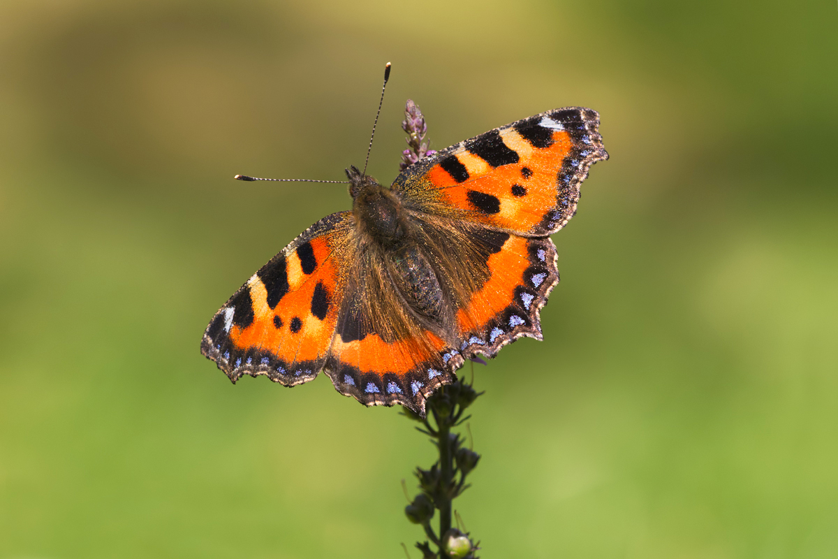 Small Tortoiseshell butterfly